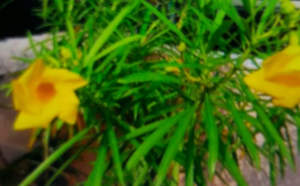 The plant of Kaner is poisonous