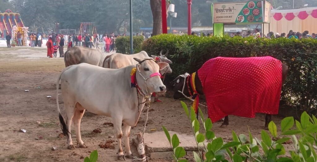 Dhenu in the Vedas