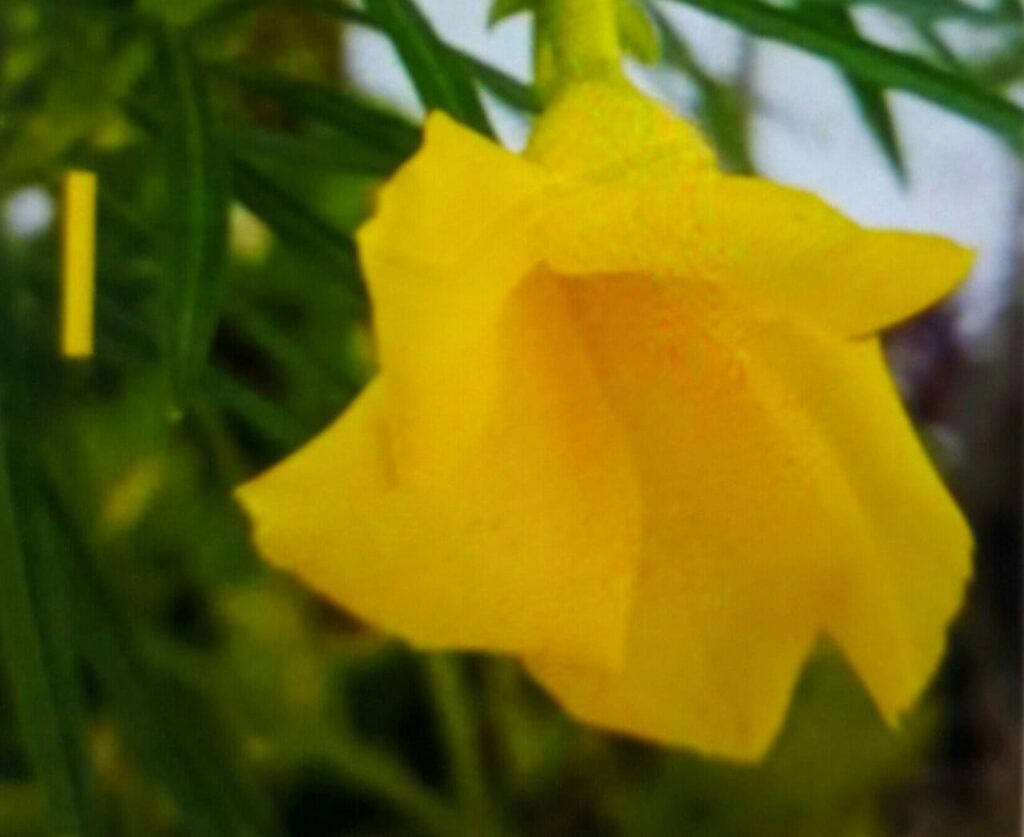 Kaner Plant.